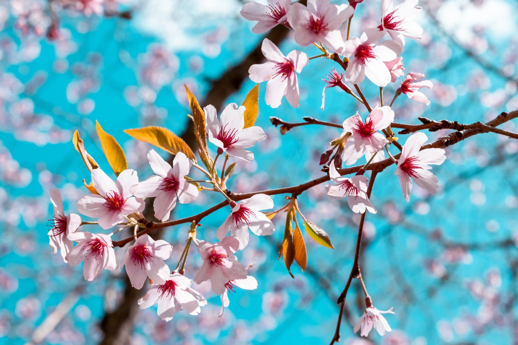 Pink Cherry Blossom in Bloom